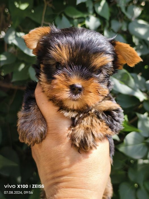 Продам щенков йоркширского терьера.