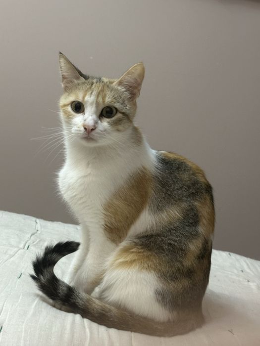 Кошка Бусинка ищет добрый дом