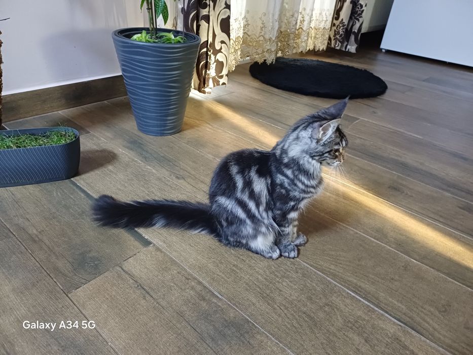 Se vinde Fetiță  Maine Coon cu Pedigree si drep de reproducere