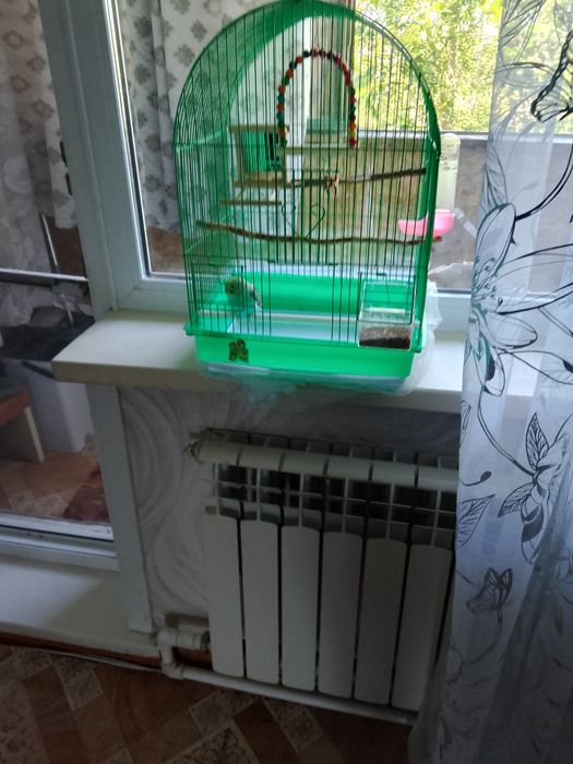 Продам волнистика