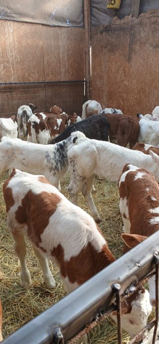 Vând vitei 2-8 saptamani