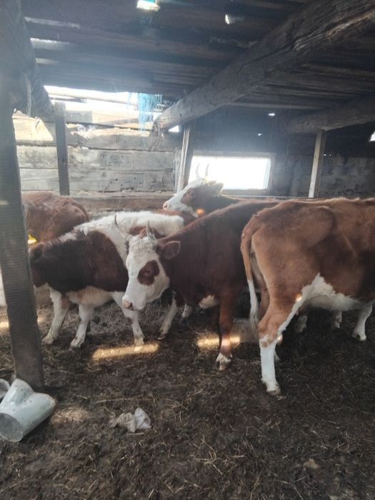 Продам коров 15 голов