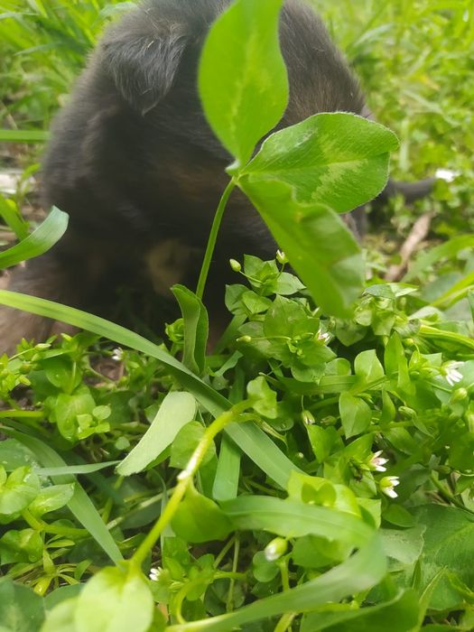 Щенки ищут дом...