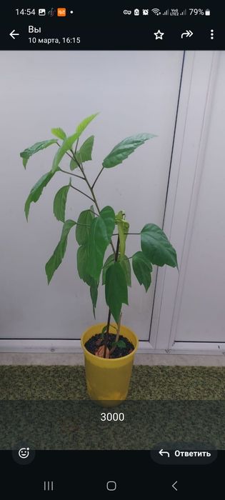 Комнатные растения