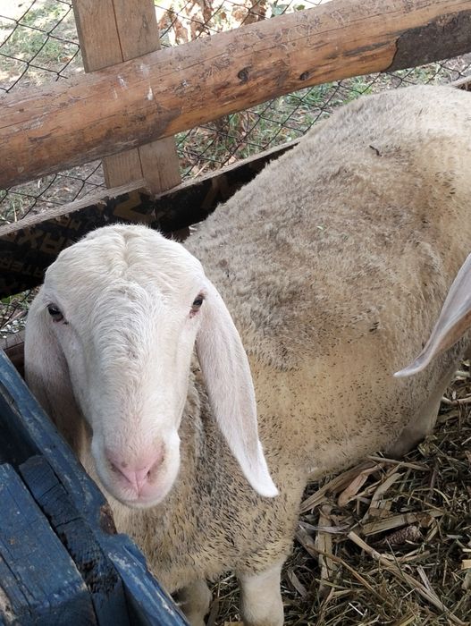 Vând mieluță și berbecuț bergamasca au peste 65 kg bucata