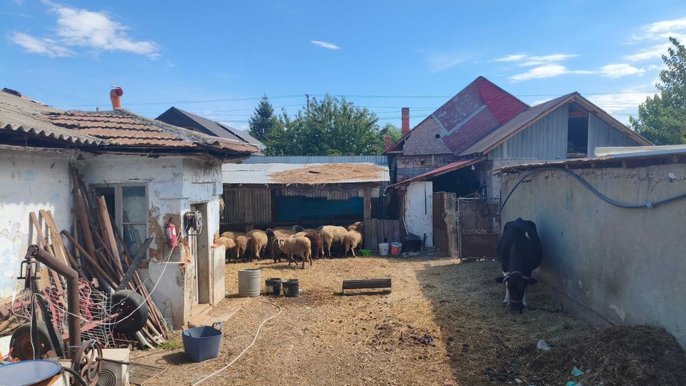 Oi carabașe tinere