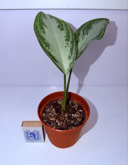 Аглаонема Сильвер Бей, комнатные растения , комнатные цветы