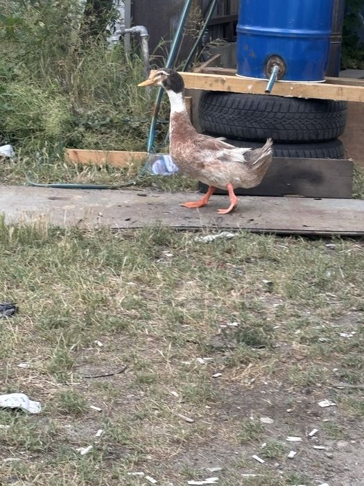 Крякащи Патици за продаване мъжки!