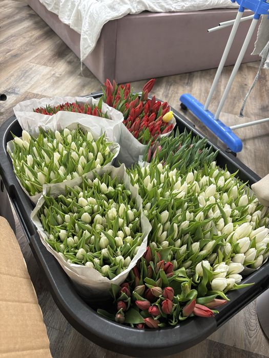 Тюльпаны Голландия.Доставка!Букеты