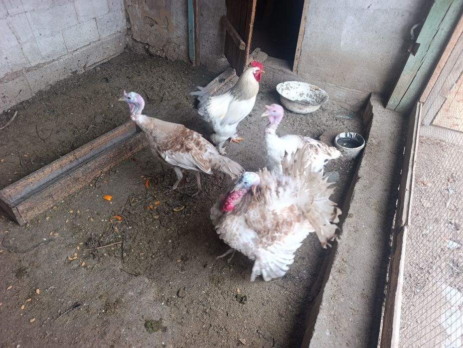 Продам индюков и индюшек