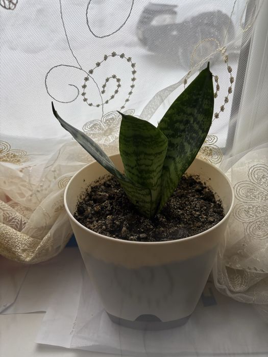 Цветок комнатный