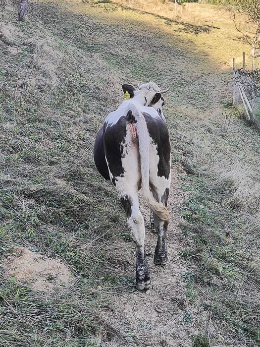 Vand trei viței
