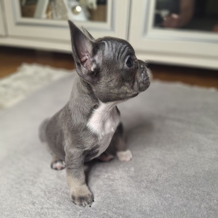 Девочки французского бульдога