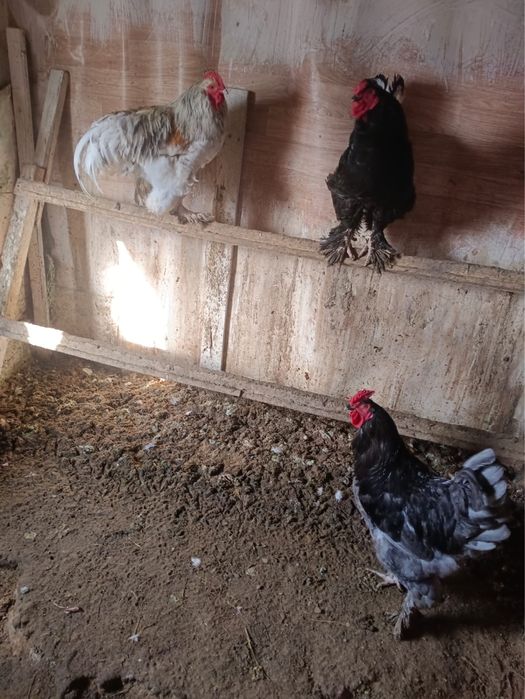 Продам петухи брамо