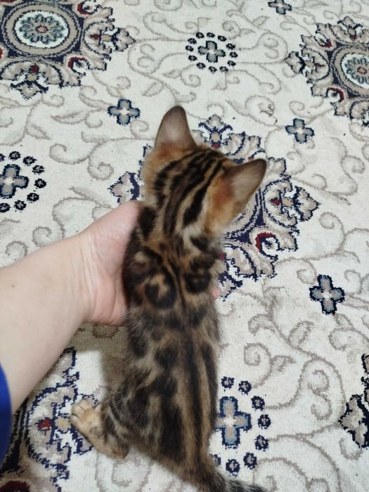 Toza qon bengal mushuklari sotiladi 1,5 oylik latok biladi korm yidi