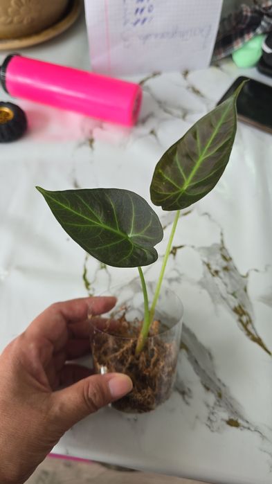 Алоказия Регал шилдс