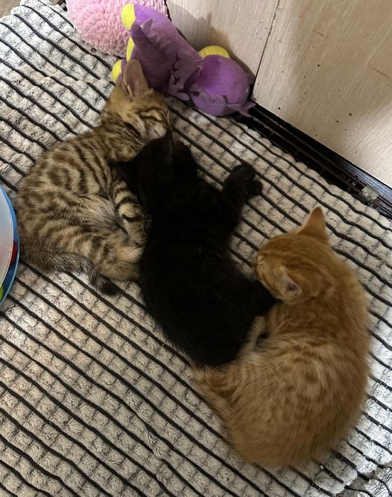 Продам бенгальских котят