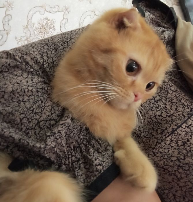 SOTILADI Scottish fold