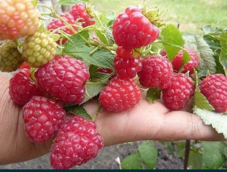 Продам ремонтантный сорт малины.