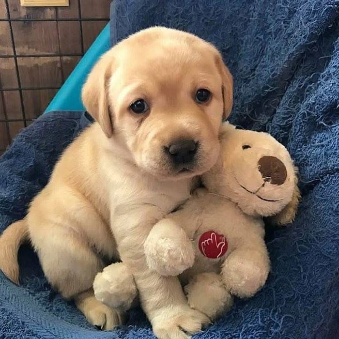 Labrador retriever 1200 lei