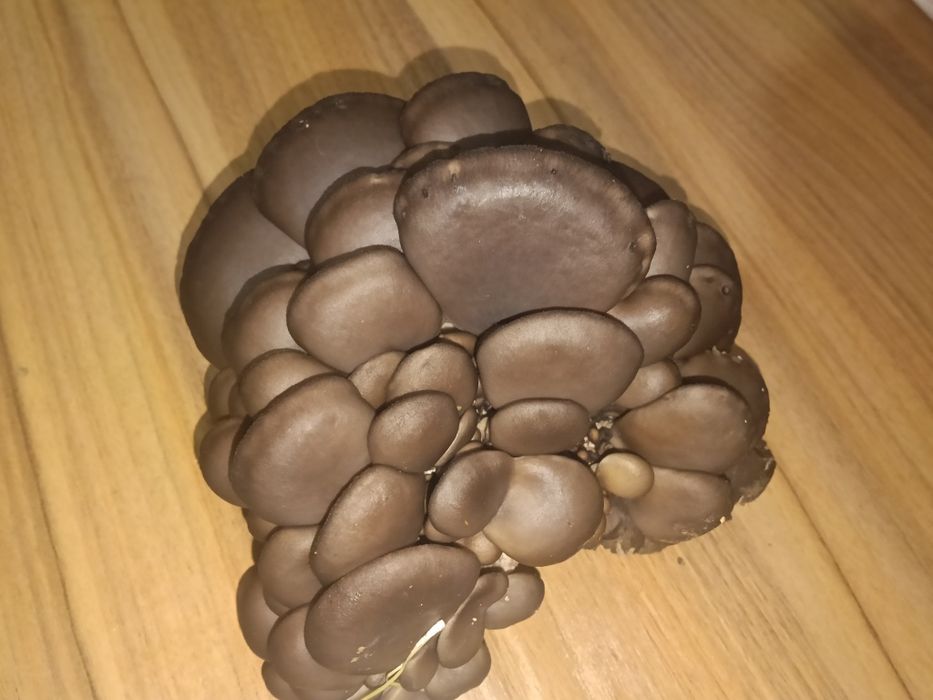 Продаются грибы вешенки , а так же готовые блоки.