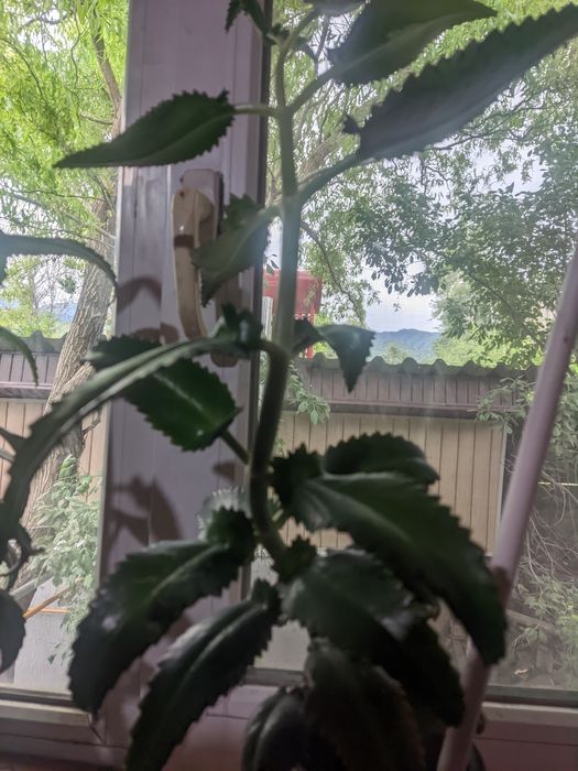 Крупный мощный каланхоэ