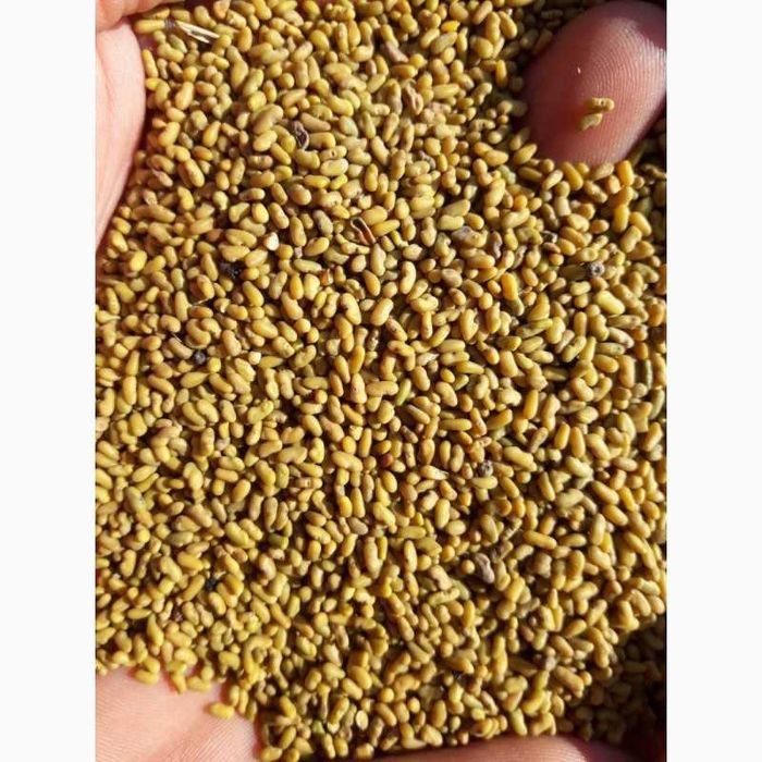 Как выглядят семена козлятника Как выглядят семена козлятника