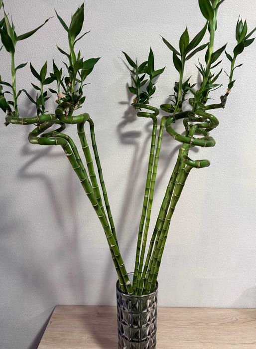 Продаётся «Бамбук счастья» (Dracaena sanderiana)