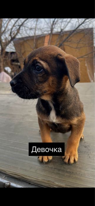 Питбуль чистокровный