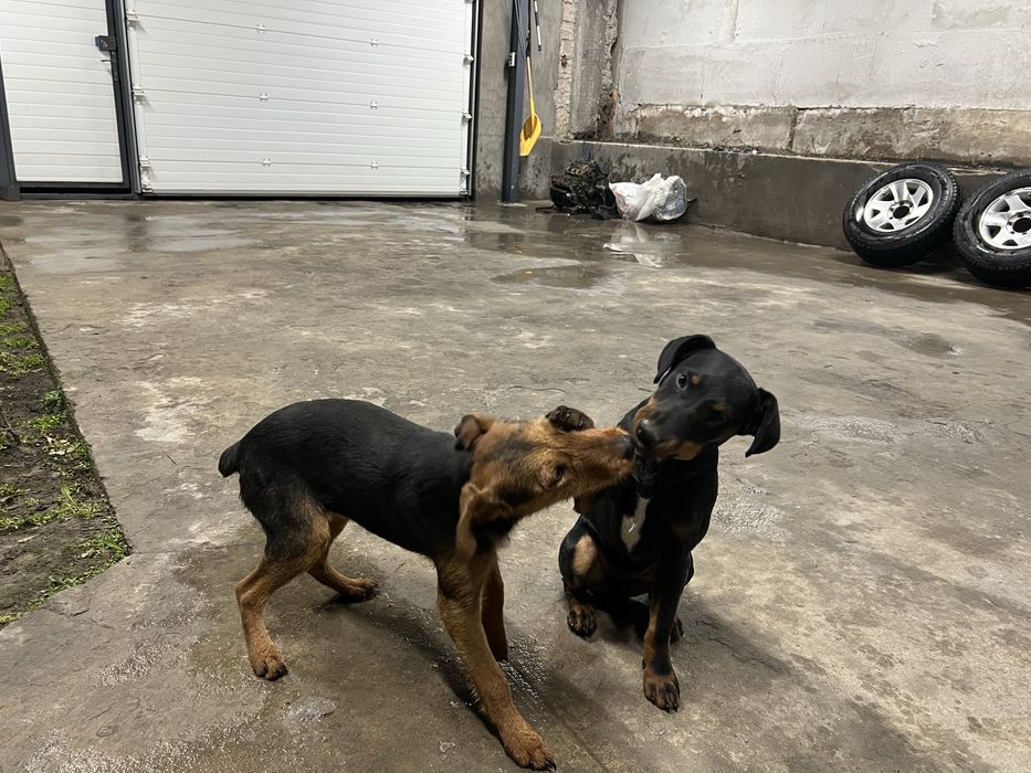 Неме́цкий охо́тничий ягдтерьер.