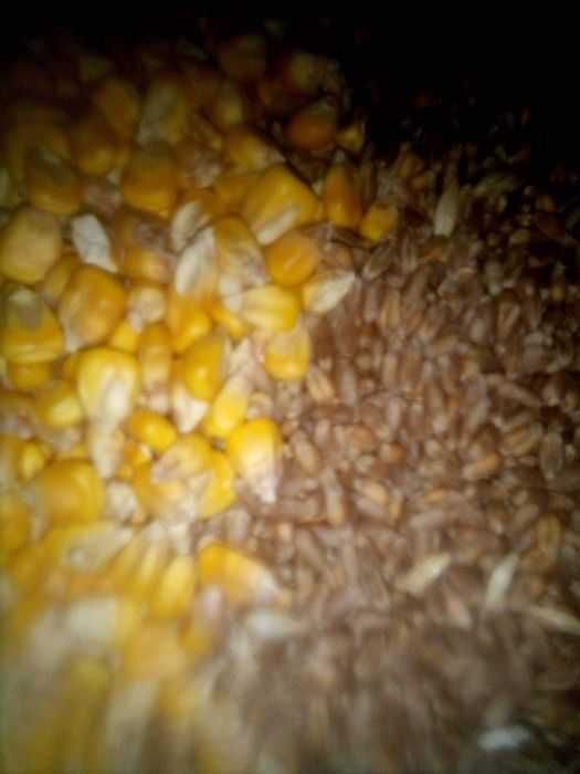 Царевица на зърно