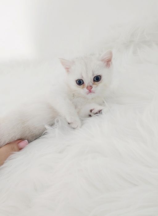 Кошечка БритаНка 2 мес