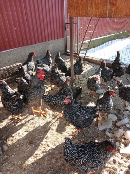 Vând fam gaini plymouth rock barat  3+1