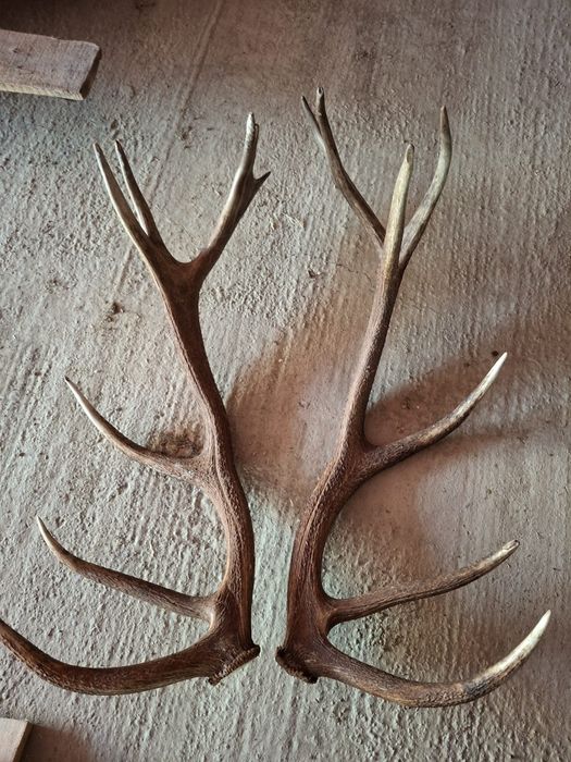 Coarne de cerb perechi