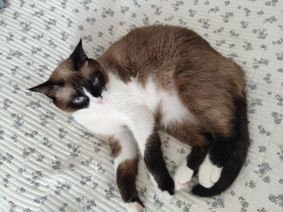 Продам сиамскую кошку