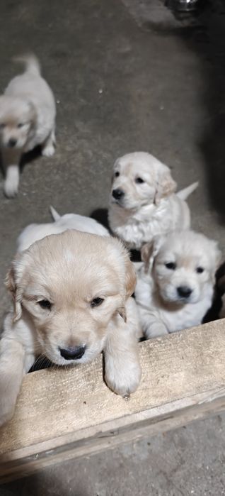 Голдън ретривър/Golden retriever