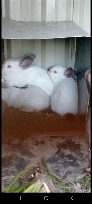 KALIFORNIYA quyonlar sotiladi