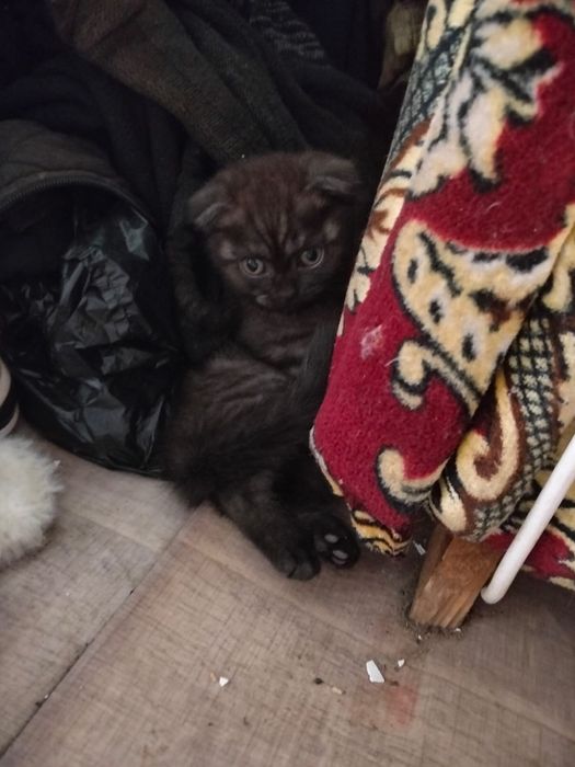 Продам котенка девочка