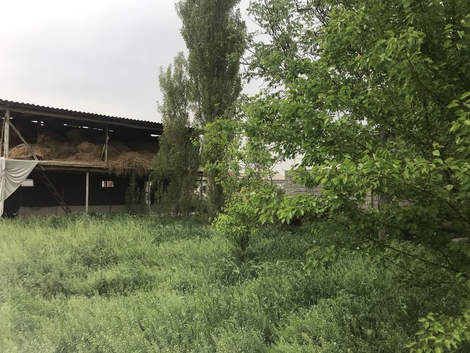 Yer sotlad 1.3sotx sotxgini narnrxi 16000y.e dan 1sotigam sotamz