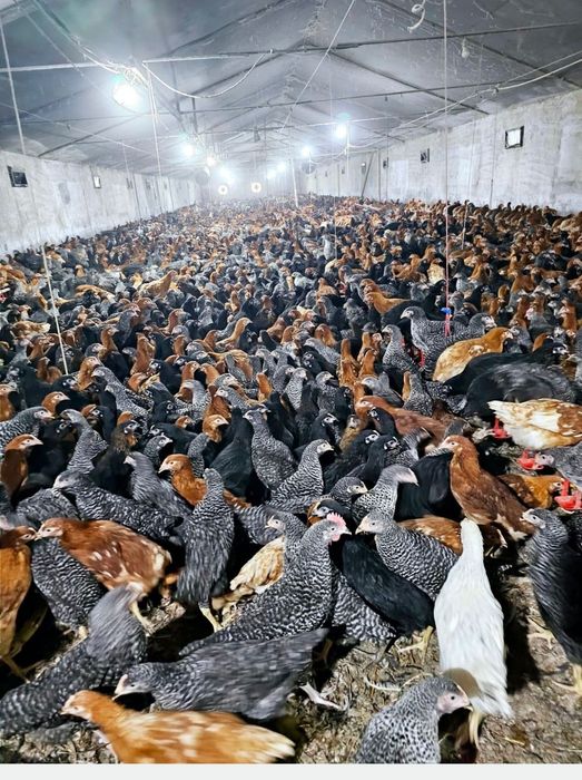 Vând pui albi de carne și pui rasa mixta