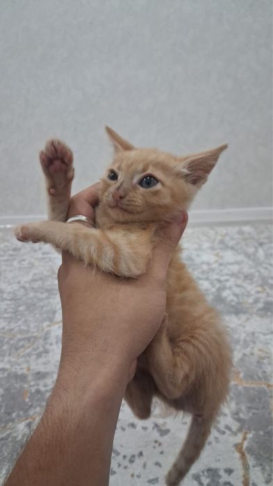 Отдам котенка!!!