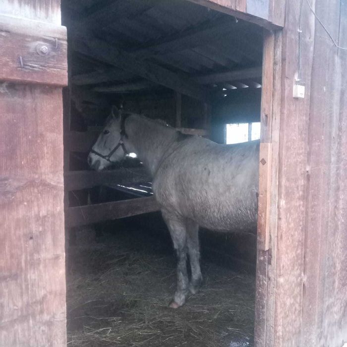 Продаются лошади!!!