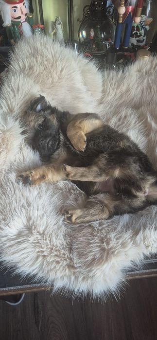Chihuahua baietel cu acte