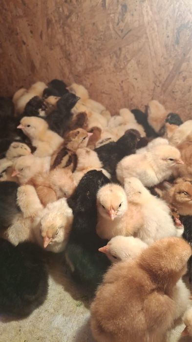 Продам суточных цыплят