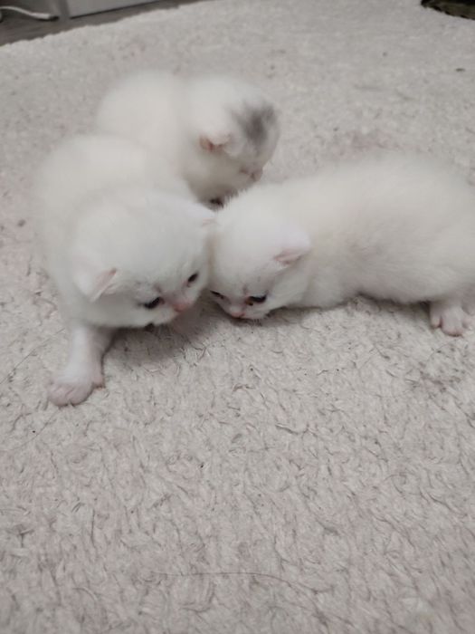 Продаются шотландский вислоухие котята