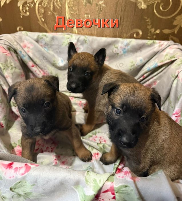 Щенки Бельгийской овчарки