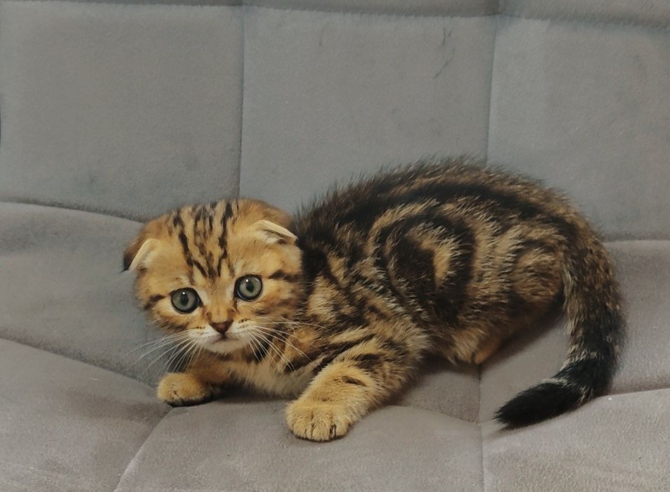 Котик Словно Маленький лесой Эльф