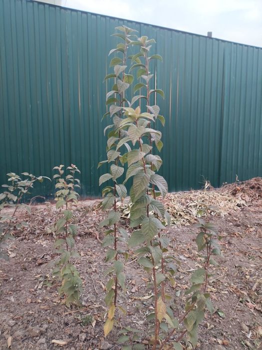 Китайская вишня саженцы