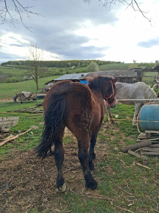 De vanzare manz de 10 luni