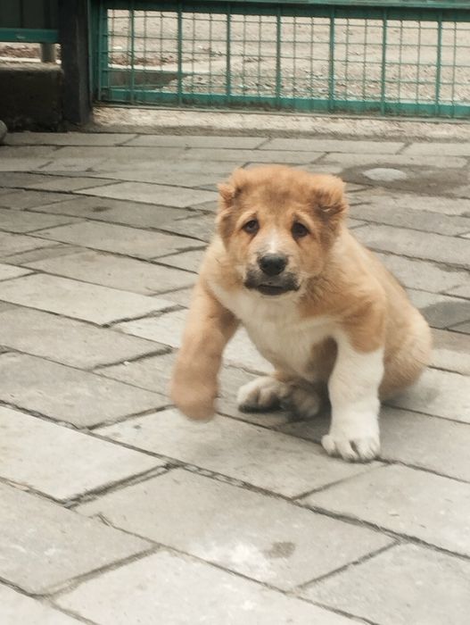 САО тобет алабай